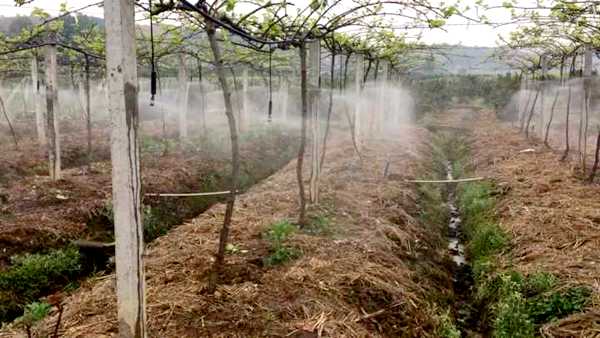 獼猴桃基地