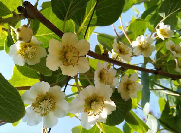 獼猴桃開(kāi)花