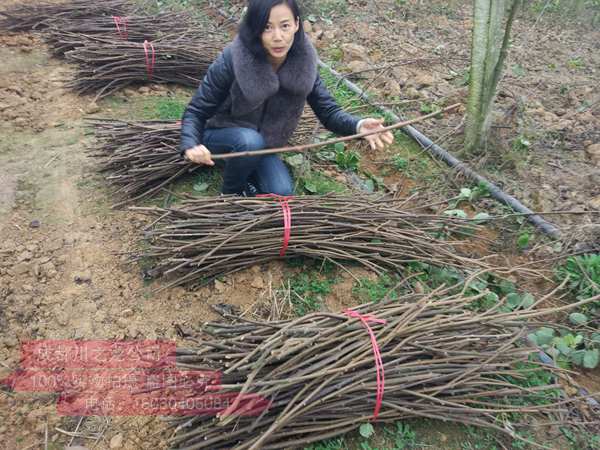 紅什二號(hào)嫁接枝條