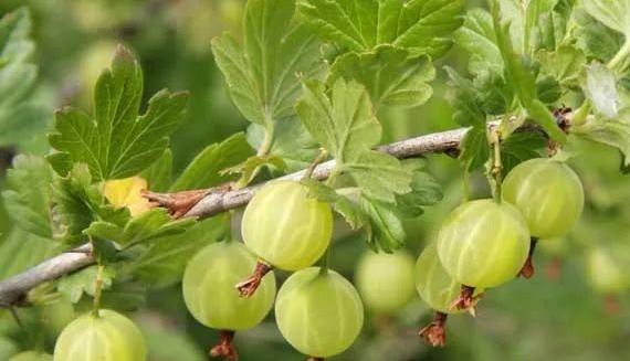 新西蘭陽光金果