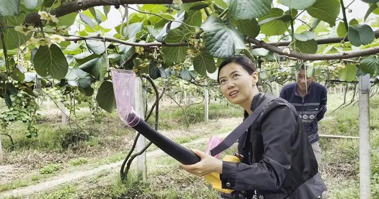 kiwi fruit pollination