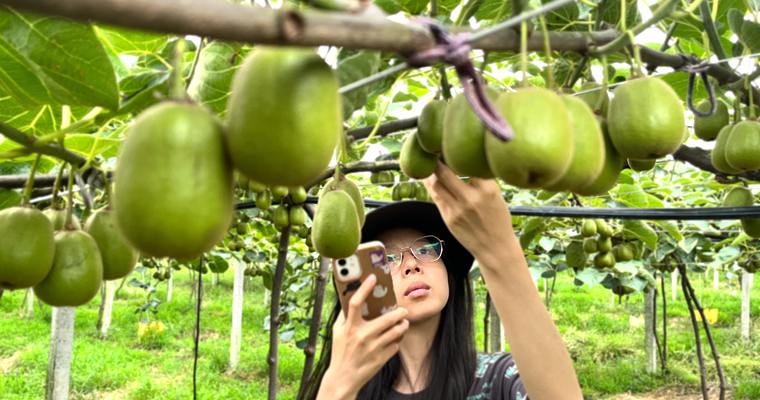 Red heart kiwifruit orchard in Sichuan Province, China