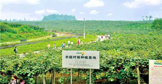 成都市蒲江縣紅心獼猴桃果園