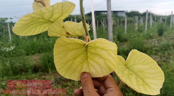 全球獼猴桃栽培面積