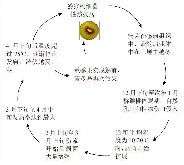 獼猴桃潰瘍病