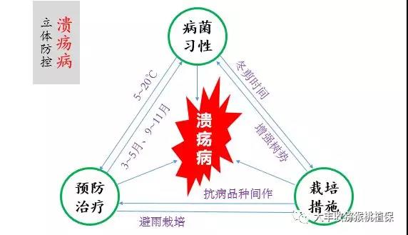 獼猴桃潰瘍病