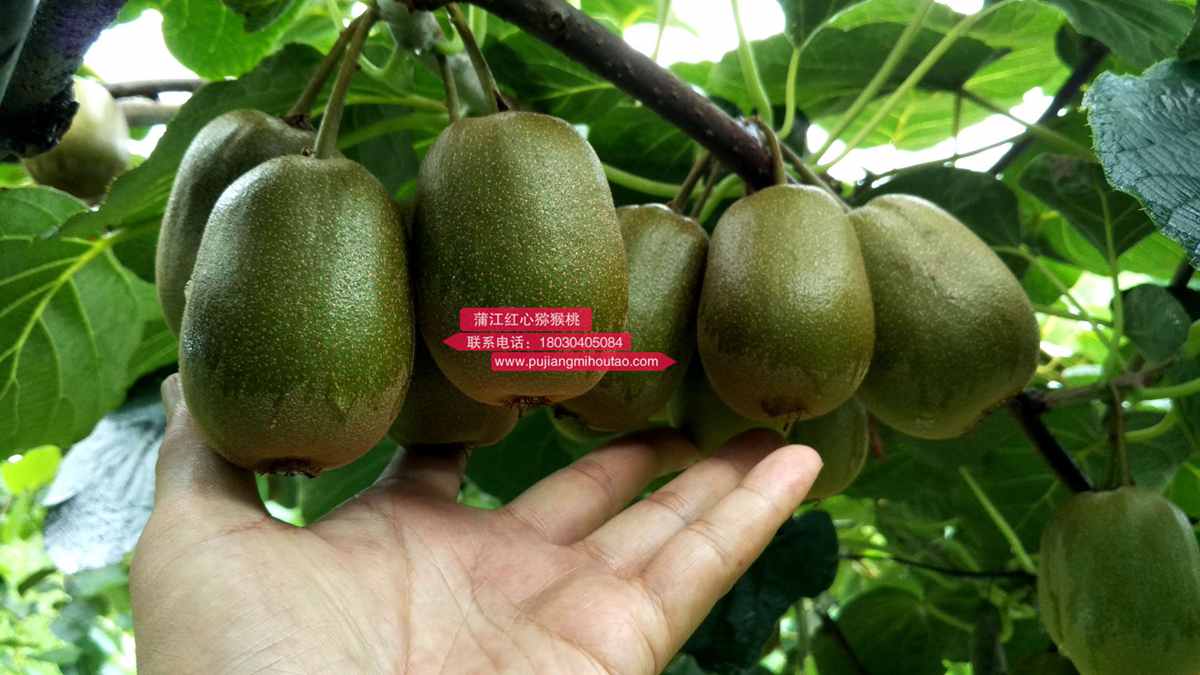 redkiwifruit