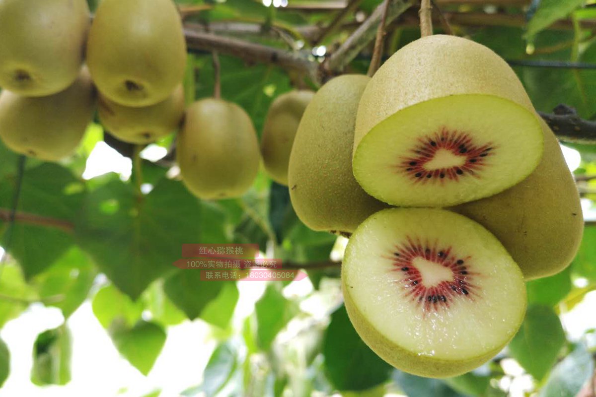 redkiwifruit