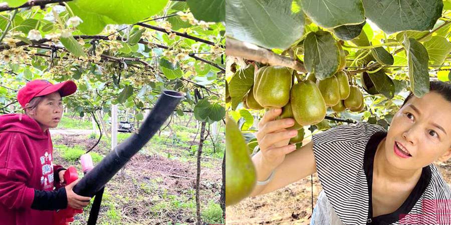 Large electric kiwi pollination equipment