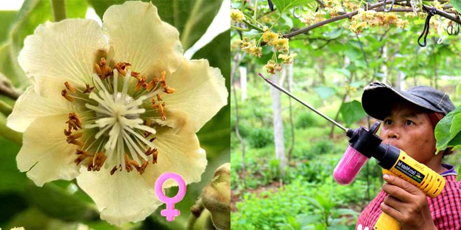 Kiwi female flowers