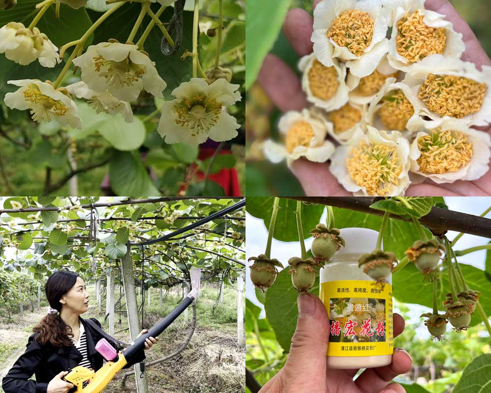 獼猴桃花粉授粉過(guò)程