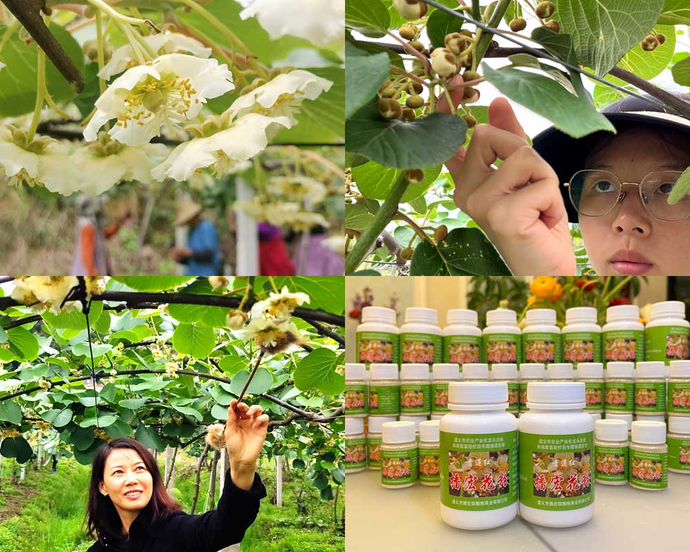 Using kiwi fruit for pollination of fruit trees
