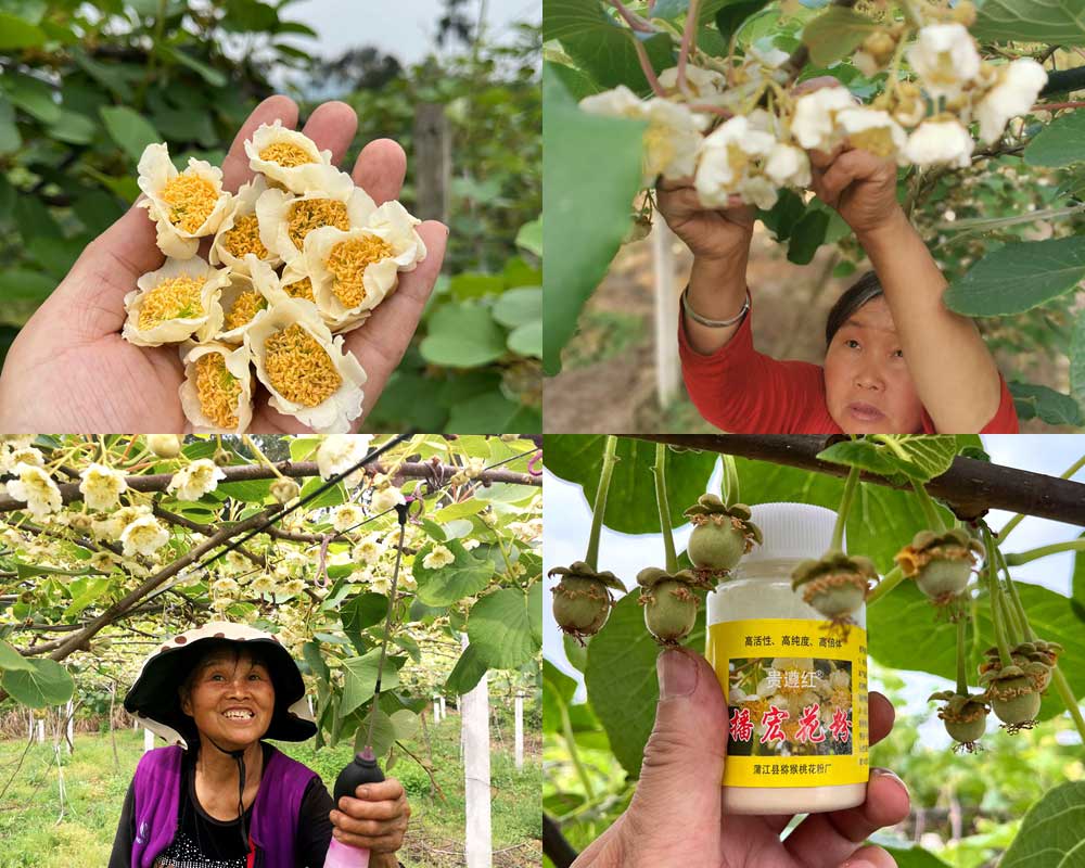 Picking male flowers of kiwi fruit and processing kiwi fruit pollen