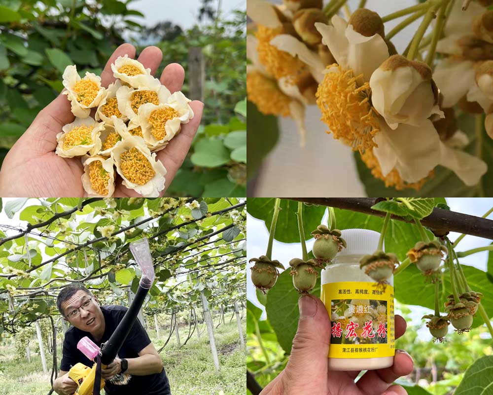 采摘獼猴桃公花，加工獼猴桃花粉