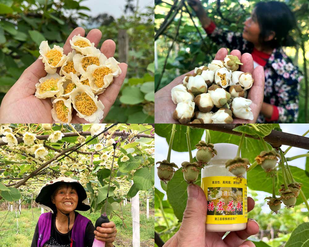 kiwi fruit pollen