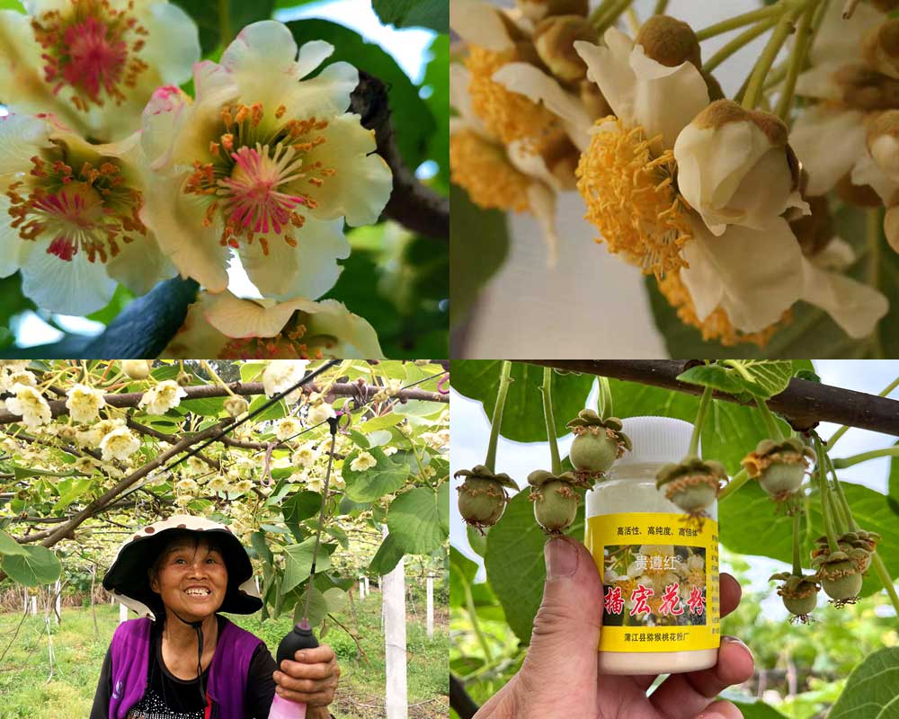 獼猴桃花粉活力檢測(cè)