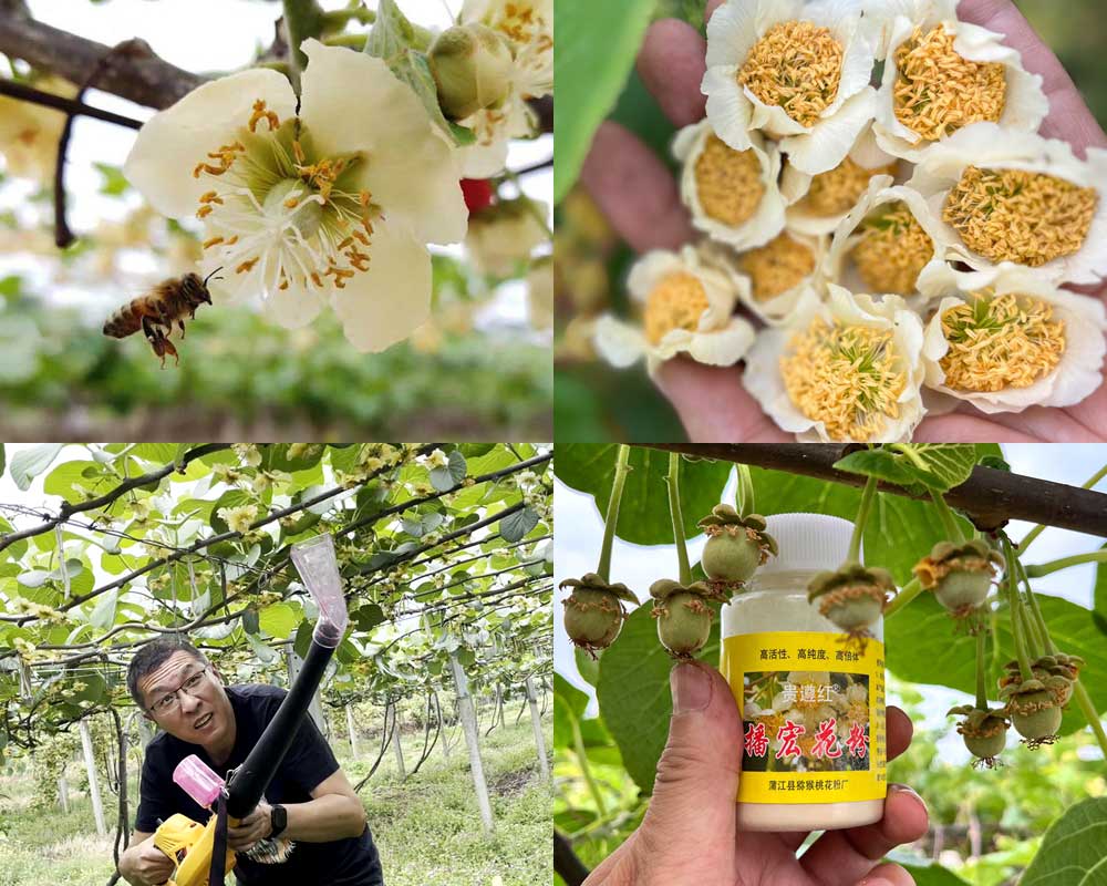 kiwi pollen