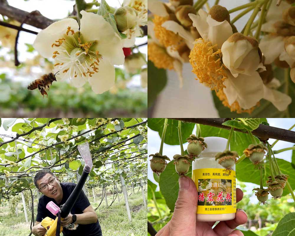 Pollen vitality detection of macaque