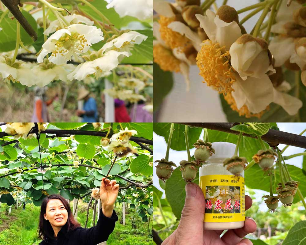 獼猴桃花粉授粉過(guò)程