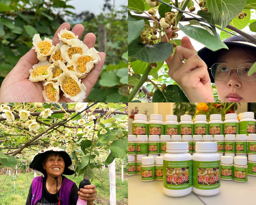 Using kiwi fruit for pollination of fruit trees