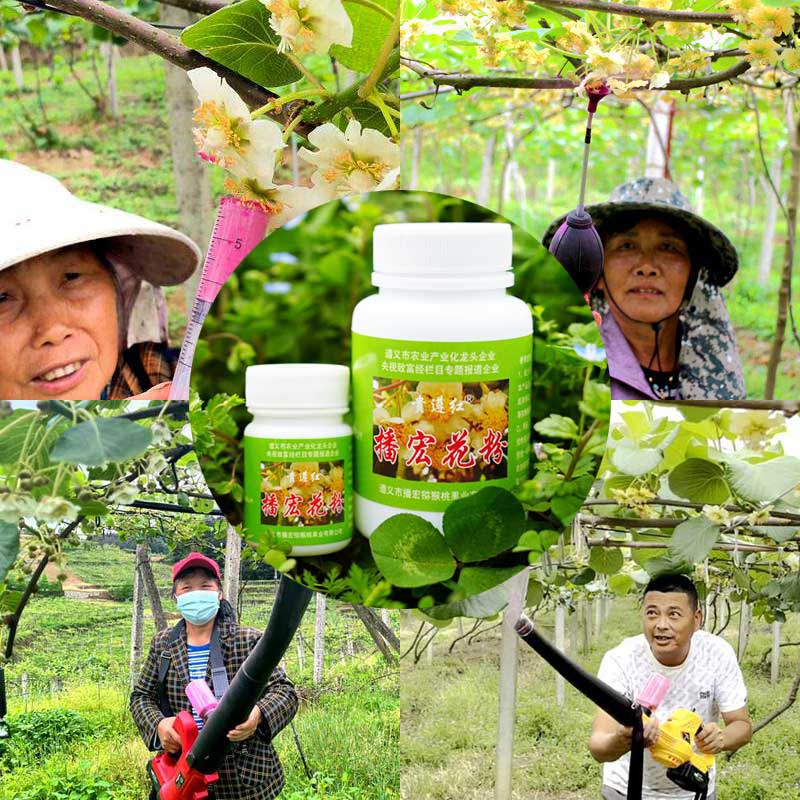 獼猴桃果園常見的授粉方式