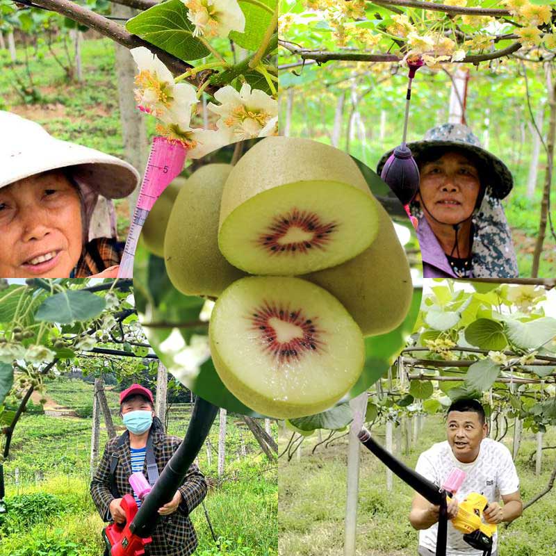 獼猴桃果園常見的授粉方式