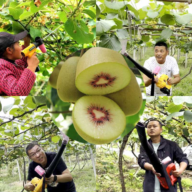 The kiwifruit orchards in China utilize electric pollinators for pollination