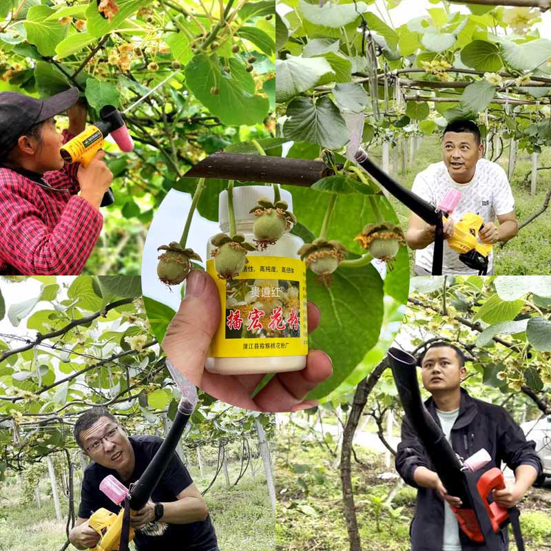 Kiwifruit flower pollination