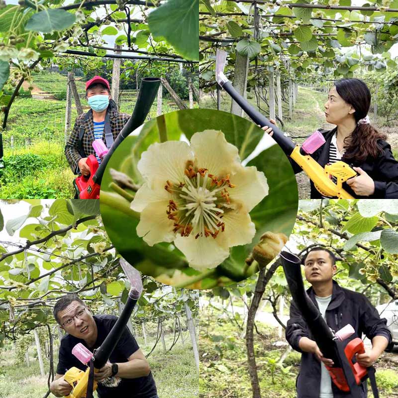Pollination in New Zealand SunGold Kiwifruit Orchard