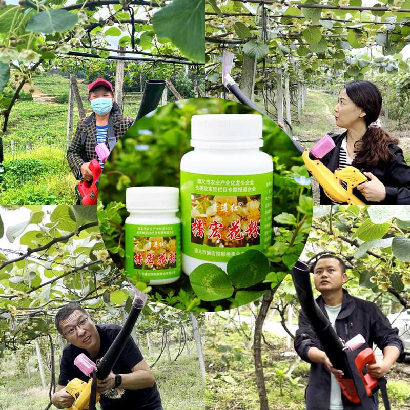 Pollination in zespri red heart kiwifruit orchard