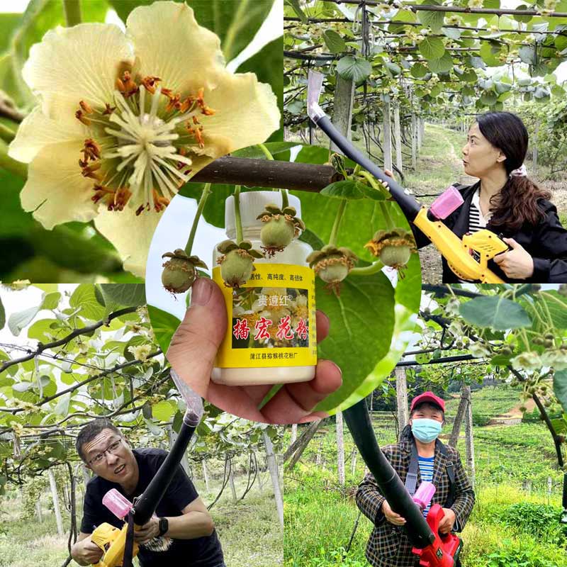 四川蒲江獼猴桃花粉授粉照片