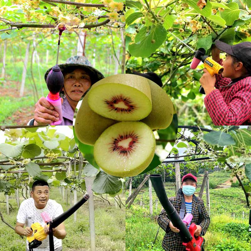 使用獼猴桃電動(dòng)鼓風(fēng)式授粉機(jī)給獼猴桃授粉