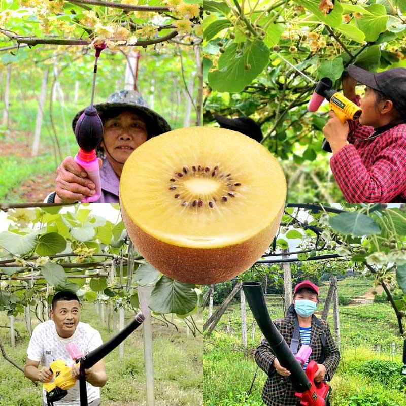 使用獼猴桃電動(dòng)鼓風(fēng)式授粉機(jī)給獼猴桃授粉