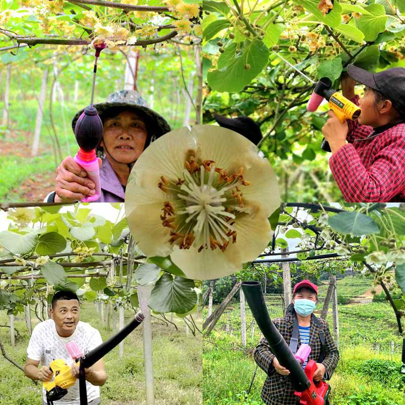 獼猴桃花粉授粉過(guò)程