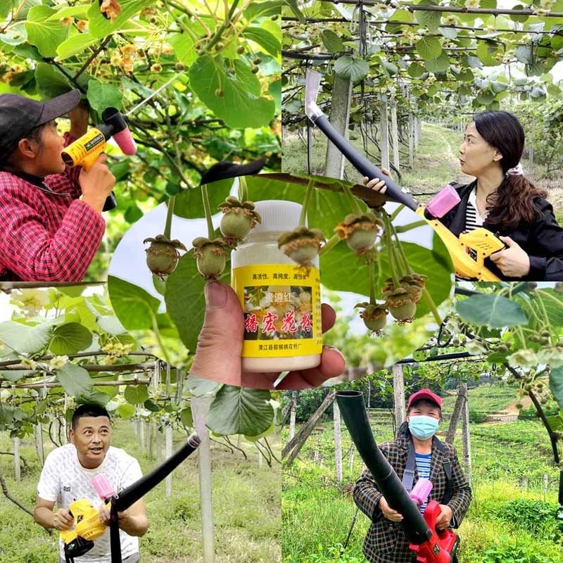 Training on Pollination Techniques for Kiwi Orchard