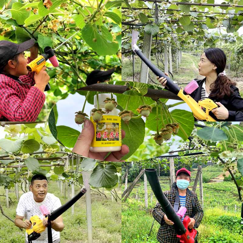 Training on Pollination Techniques for Kiwi Orchard