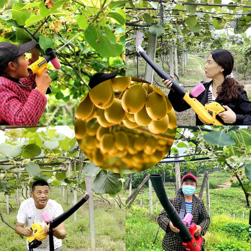 Common pollination methods for kiwifruit in China