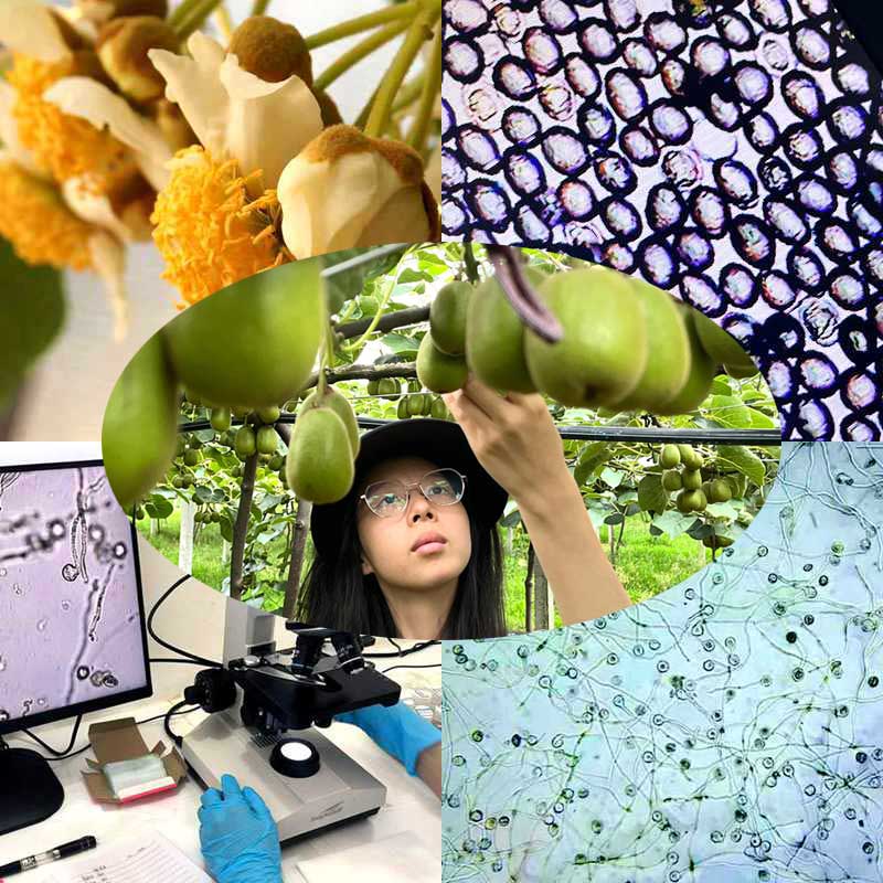 采用高活性獼猴桃花粉授粉的高產(chǎn)獼猴桃果園