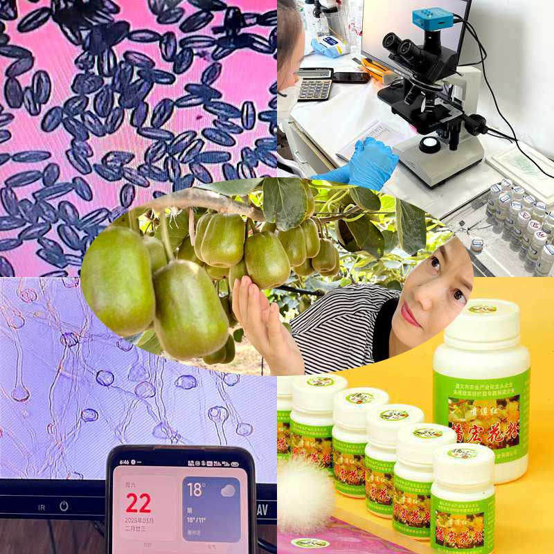 High yield kiwifruit orchard pollinated with highly active kiwifruit pollen