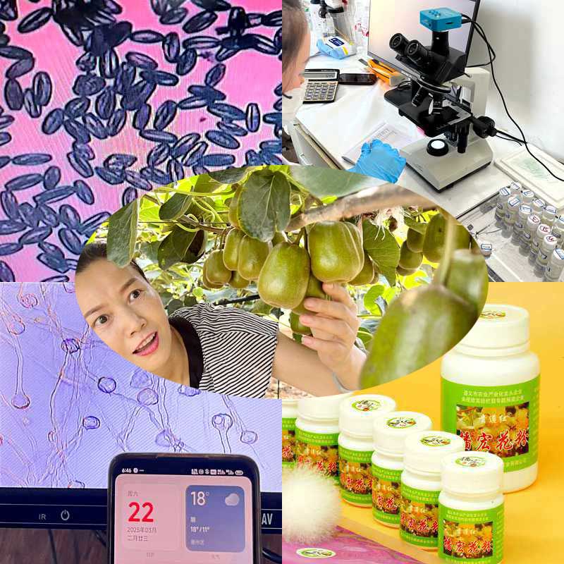 kiwifruit pollen price