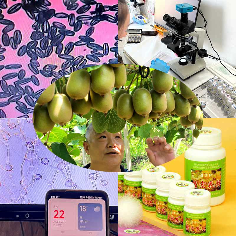 High yield kiwifruit orchard pollinated with highly active kiwifruit pollen