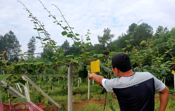 貴州獼猴桃種植果園