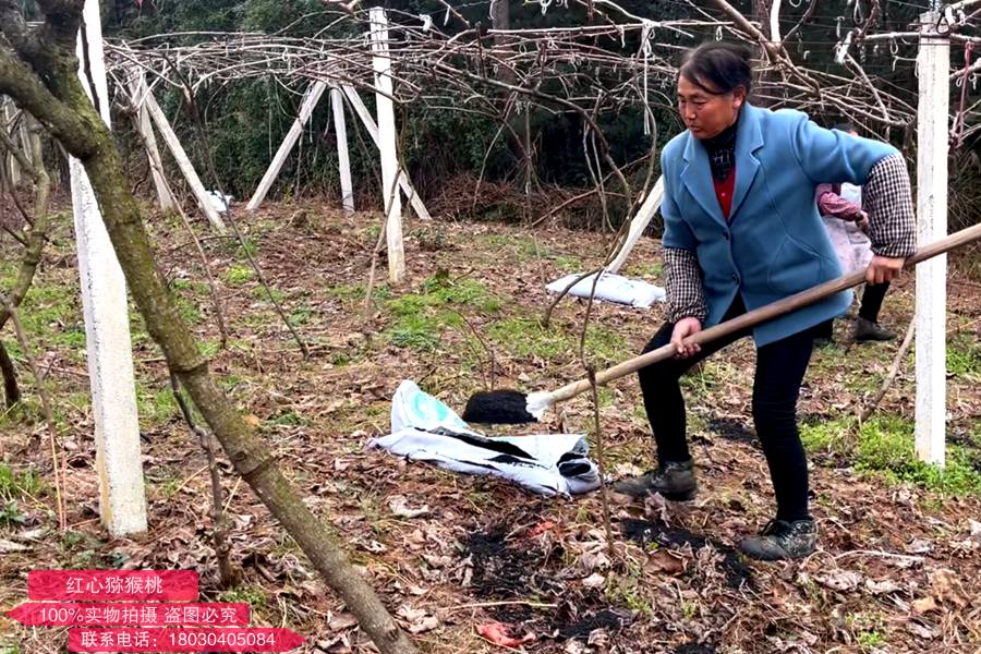 Applying organic fertilizer to kiwifruit in winter