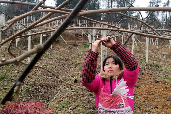 The winter pruning of kiwifruit is our main work