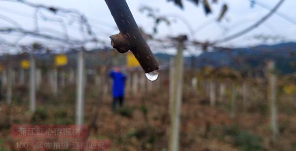 東紅獼猴桃修剪枝條接穗