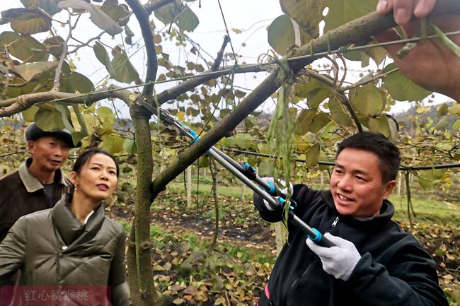 The winter pruning of kiwifruit is our main work