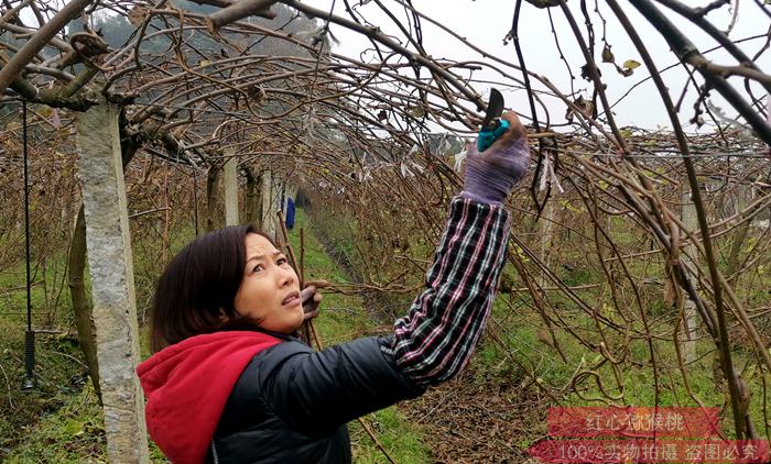 東紅獼猴桃果園修剪