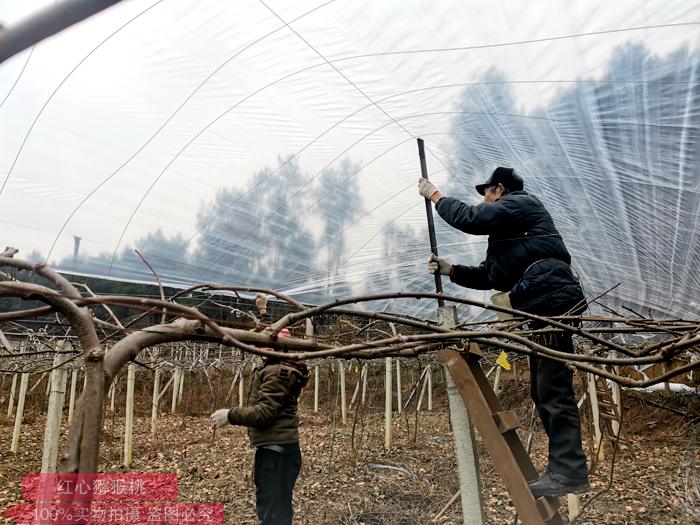 獼猴桃設施栽培就是搭建大棚