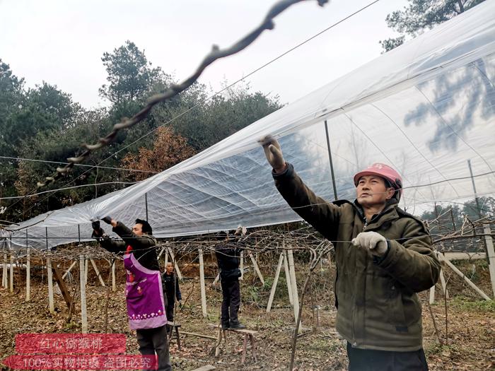 獼猴桃設施栽培就是搭建大棚