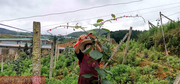 紅心獼猴桃果園技術